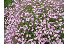 GYPSOPHILA ELEGANS PINK SEEDS - 500 SEEDS