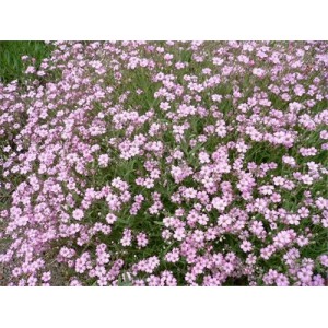GYPSOPHILA ELEGANS PINK SEEDS - 500 SEEDS