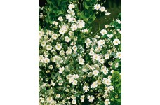 GYPSOPHILA PANICULATA ALBA WHITE SEEDS - 350 SEEDS
