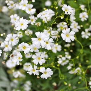 GYPSOPHILA ELEGANS COVENT GARDEN SEEDS - WHITE SINGLE FLOWER GYPSOPHILIA - 500 SEEDS