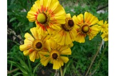 HELENIUM AUTUMNALE BUTTERPAT SEEDS - 50 SEEDS