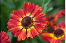 HELENIUM AUTUMNALE SALSA MARIACHI SEEDS - 50 SEEDS