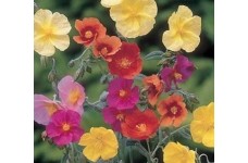 HELIANTHEMUM CROWN MIXED SEEDS - MIXED COLOUR ROCK ROSE - 100 SEEDS