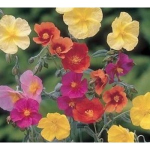 HELIANTHEMUM CROWN MIXED SEEDS - MIXED COLOUR ROCK ROSE - 100 SEEDS HELIANTHEMUM CROWN MIXED SEEDS - MIXED COLOUR ROCK ROSE - 100 SEEDS