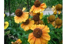 HELENIUM AUTUMNALE SAHIN'S SEEDS - EARLY FLOWERER - 50 SEEDS