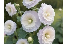 HOLLYHOCK CHATERS DOUBLE WHITE - ALCEA ROSEA - 50 SEEDS