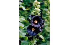 HOLLYHOCK NIGRA ALCEA ROSEA NIGRA SEEDS - BLACK HOLLYHOCK SEEDS - 50 SEEDS