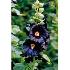 HOLLYHOCK NIGRA ALCEA ROSEA NIGRA SEEDS - BLACK HOLLYHOCK SEEDS - 50 SEEDS