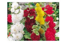 HOLLYHOCK SUMMER CARNIVAL MIXED SEEDS - 50 SEEDS