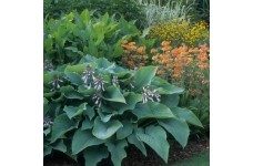 HOSTA SIEBOLDIANA ELEGANS SEEDS - 25 SEEDS