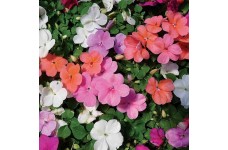 IMPATIENS WALLERIANA - BUSY LIZZIE DWARF MIX - 100 SEEDS