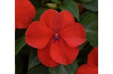 IMPATIENS WALLERIANA BUSY LIZZIE DWARF BABY SCARLET SEEDS  - 100 SEEDS