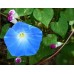 IPOMOEA MORNING GLORY - CLARKS HEAVENLY BLUE - CLIMBER - 50 SEEDS