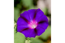 IPOMOEA MORNING GLORY SEEDS - GRANPA OTT CLIMBER - PURPLE FLOWERS - 50 SEEDS