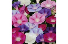 IPOMOEA PURPUREA LAZY LUXE MIXED SEEDS - MORNING GLORY CLIMBER - 50 SEEDS