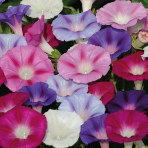 IPOMOEA PURPUREA LAZY LUXE MIXED SEEDS - MORNING GLORY CLIMBER - 50 SEEDS