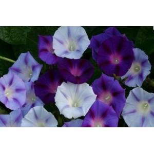 IPOMOEA MORNING GLORY MIX SEEDS - PURPLE, BLUE & WHITE FLOWERS - 50 SEEDS