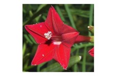 IPOMOEA MORNING GLORY QUAMOCLIT RED FEATHER SEEDS - 50 SEEDS