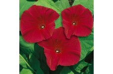 IPOMOEA MORNING GLORY SEEDS - SCARLET O'HARA DARK RED - CLIMBER - 50 SEEDS