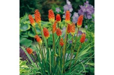 KNIPHOFIA UVARIA SEEDS - RED HOT POKER - 50 SEEDS