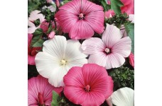 LAVATERA TRIMESTRIS - ROSE MALLOW TRIMESTRIS MIX - 100 SEEDS
