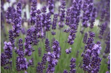 LAVENDER ANGUSTIFOLIA HIDCOTE SEEDS - BLUE PERENNIAL - 100 SEEDS