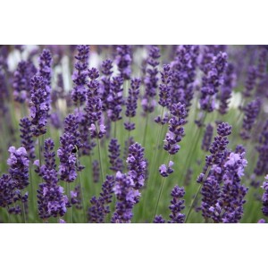 LAVENDER ANGUSTIFOLIA HIDCOTE SEEDS - BLUE PERENNIAL - 100 SEEDS