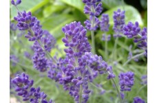LAVENDER - COMMON ENGLISH LAVANDULA ANGUSTIFOLIA - 100 PERENNIAL SEEDS
