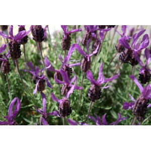 LAVENDER - LAVANDULA STOECHAS - FRENCH LAVENDER - 50 SEEDS