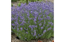 LAVENDER MUNSTEAD DWARF SEEDS - LAVANDULA ANGUSTIFOLIA - 100 SEEDS