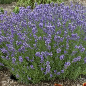 LAVENDER MUNSTEAD DWARF SEEDS - LAVANDULA ANGUSTIFOLIA - 100 SEEDS