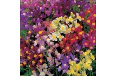 LINARIA MAROCCANA FAIRY BOUQUET MIX - TOADFLAX - 1000 SEEDS