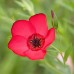 LINUM GRANDIFLORUM RUBRUM - SCARLET RED FLAX - 100 SEEDS LINUM GRANDIFLORUM RUBRUM - SCARLET RED FLAX - 100 SEEDS