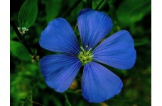 LINUM PERENNE - BLUE FLAX PERENNIAL SEEDS - 100 SEEDS