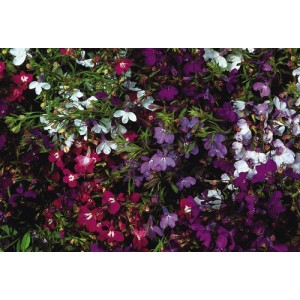 LOBELIA ERINUS PENDULA FOUNTAIN MIX - TRAILING - 500 SEEDS LOBELIA ERINUS PENDULA FOUNTAIN MIX - TRAILING - 500 SEEDS