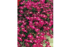 LOBELIA ERINUS ROSAMOND SEEDS - RED FLOWERS WITH WHITE EYES - COMPACT PLANT - 500 SEEDS