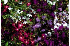 LOBELIA STRING OF PEARLS SEEDS - MIXED COLOUR FLOWERS - COMPACT PLANT - 500 SEEDS