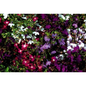 LOBELIA STRING OF PEARLS SEEDS - MIXED COLOUR FLOWERS - COMPACT PLANT - 500 SEEDS