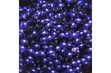 LOBELIA ERINUS TRAILING SAPPHIRE SEEDS - DEEP BLUE FLOWERS WITH WHITE EYES - 500 SEEDS