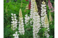 LUPINUS RUSSEL - NOBLE MAIDEN SEEDS - LUPIN / LUPINE SEEDS - 50 SEEDS