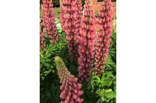 LUPIN LUPINE LUPINUS GALLERY PINK SEEDS - 25 SEEDS