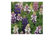LUPIN LUPINE LUPINUS PIXIE DELIGHT MIXED SEEDS - 50 SEEDS