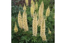 LUPIN LUPINE LUPINUS RUSSELL CHANDELIER SEEDS - YELLOW FLOWERS - 50 SEEDS