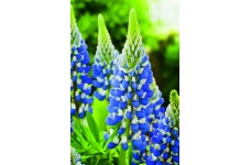 LUPIN LUPINE LUPINUS THE GOVERNOR SEEDS - BLUE & WHITE FLOWERS - 50 SEEDS