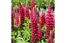 LUPIN RUSSEL THE PAGES CARMINE SEEDS - LUPINE LUPINUS RED FLOWERS - 50 SEEDS