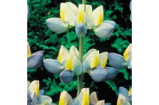 LUPIN LUPINE LUPINUS CRUICKSHANKII SUNRISE SEEDS - AZURE BLUE, YELLOW & WHITE - 10 SEEDS