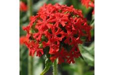 LYCHNIS CHALCEDONICA SCARLET SEEDS - MALTESE CROSS SEEDS - 250 SEEDS