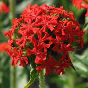 LYCHNIS CHALCEDONICA SCARLET SEEDS - MALTESE CROSS SEEDS - 250 SEEDS
