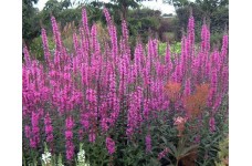 LYTHRUM ROSY GEM SEEDS - PURPLE LOOSESTRIFE - 500 SEEDS