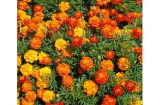 MARIGOLD FRENCH SPARKY MIX SEEDS - YELLOW & ORANGE TAGETES PATULA - 100 SEEDS